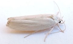 Antaeotricha thomasi by (c) jimeckert49, some rights reserved (CC BY). Used under a CC-BY license.