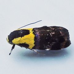 Rectiostoma xanthobasis by (c) Bill Keim, some rights reserved (CC BY). Used under a CC-BY license.