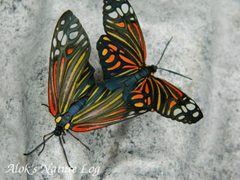 Zygaenidae by (c) 112602805110920073392, some rights reserved (CC BY), uploaded by 112602805110920073392. Used under a CC-BY license.