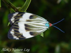 Zygaenidae by (c) 112602805110920073392, some rights reserved (CC BY), uploaded by 112602805110920073392. Used under a CC-BY license.