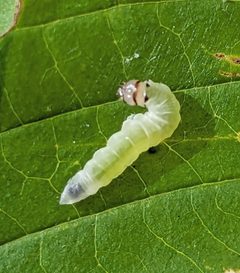 Eudeilinia herminiata by (c) Michael and Antoni Hinczewski, some rights reserved (CC BY), uploaded by Michael and Antoni Hinczewski. Used under a CC-BY license.