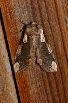 Euthyatira pudens by (c) Laura Gaudette, some rights reserved (CC BY), uploaded by Laura Gaudette. Used under a CC-BY license.