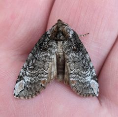 Euthyatira pudens by no rights reserved, uploaded by Ben Keen. Used under a CC0 license.
