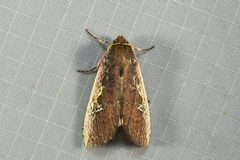 Thyatirinae by (c) dhfischer, some rights reserved (CC BY), uploaded by dhfischer. Used under a CC-BY license.