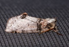 Pseudothyatira cymatophoroides by (c) Laura Gaudette, some rights reserved (CC BY), uploaded by Laura Gaudette. Used under a CC-BY license.