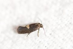 Perittia herrichiella by (c) Owen Strickland, some rights reserved (CC BY), uploaded by Owen Strickland. Used under a CC-BY license.