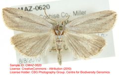 Amolita fratercula by no rights reserved, uploaded by Andreas Manz. Used under a CC0 license.
