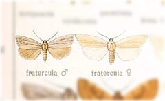 Amolita fratercula by no rights reserved, uploaded by Andreas Manz. Used under a CC0 license.