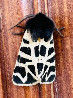 Apantesis behrii by no rights reserved. Used under a CC0 license.