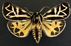 Apantesis elongata by (c) Doug Macaulay, some rights reserved (CC BY), uploaded by Doug Macaulay. Used under a CC-BY license.