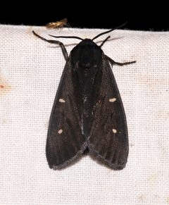Apantesis placentia by (c) Laura Gaudette, some rights reserved (CC BY), uploaded by Laura Gaudette. Used under a CC-BY license.