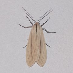Biturix by (c) vinicius_s_domingues, some rights reserved (CC BY). Used under a CC-BY license.