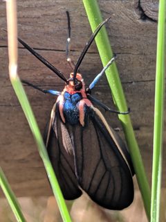 Ctenucha brunnea by no rights reserved, uploaded by Alex Heyman. Used under a CC0 license.
