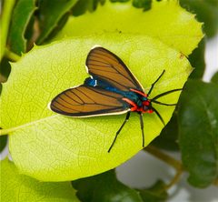 Ctenucha brunnea by (c) Jerry Kirkhart, some rights reserved (CC BY). Used under a CC-BY license.