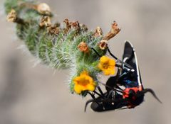 Ctenucha brunnea by (c) John Powers, some rights reserved (CC BY), uploaded by John Powers. Used under a CC-BY license.