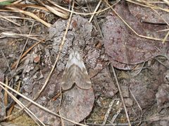 Dodia tarandus by (c) Doug Macaulay, some rights reserved (CC BY). Used under a CC-BY license.