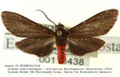 Euchaetes albicosta by no rights reserved, uploaded by Andreas Manz. Used under a CC0 license.