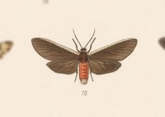 Euchaetes albicosta by no rights reserved, uploaded by Andreas Manz. Used under a CC0 license.