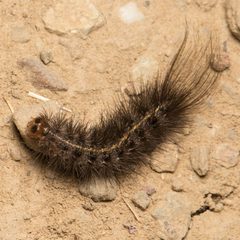 Leptarctia californiae by (c) Ken-ichi Ueda, some rights reserved (CC BY), uploaded by Ken-ichi Ueda. Used under a CC-BY license.