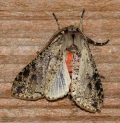 Purius superpulverea by (c) John Rosford, some rights reserved (CC BY), uploaded by John Rosford. Used under a CC-BY license.