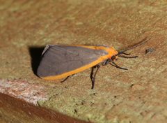 Pygarctia abdominalis by (c) Laura Gaudette, some rights reserved (CC BY), uploaded by Laura Gaudette. Used under a CC-BY license.