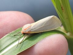 Pygarctia abdominalis by (c) Sam Kieschnick, some rights reserved (CC BY), uploaded by Sam Kieschnick. Used under a CC-BY license.