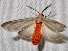 Pygarctia murina by (c) Sue Carnahan, some rights reserved (CC BY), uploaded by Sue Carnahan. Used under a CC-BY license.