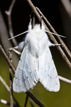 Spilosoma vestalis by (c) Ken-ichi Ueda, some rights reserved (CC BY). Used under a CC-BY license.
