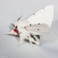Spilosoma vestalis by (c) Ken-ichi Ueda, some rights reserved (CC BY), uploaded by Ken-ichi Ueda. Used under a CC-BY license.