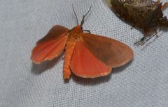 Virbia rubicundaria by no rights reserved, uploaded by Chrissy McClarren and Andy Reago. Used under a CC0 license.