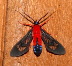 Cosmosoma by (c) Laura Gaudette, some rights reserved (CC BY), uploaded by Laura Gaudette. Used under a CC-BY license.