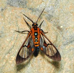 Cosmosoma by (c) desertnaturalist, some rights reserved (CC BY), uploaded by desertnaturalist. Used under a CC-BY license.