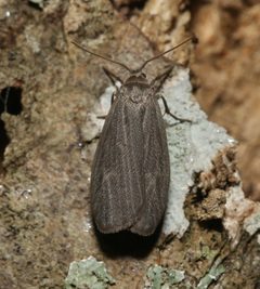 Crambidia uniformis by (c) David George, some rights reserved (CC BY), uploaded by David George. Used under a CC-BY license.