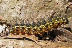 Hypoprepia fucosa by (c) Bill Keim, some rights reserved (CC BY). Used under a CC-BY license.