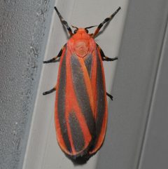 Hypoprepia miniata by (c) Andy Reago & Chrissy McClarren, some rights reserved (CC BY). Used under a CC-BY license.