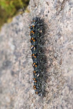 Inopsis by (c) Ken-ichi Ueda, some rights reserved (CC BY), uploaded by Ken-ichi Ueda. Used under a CC-BY license.