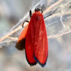 Lycomorpha regulus by (c) Sue Carnahan, some rights reserved (CC BY), uploaded by Sue Carnahan. Used under a CC-BY license.