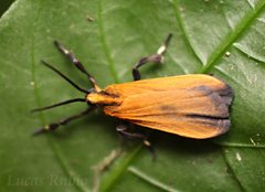 Lycomorphodes by (c) Lucas Rubio, some rights reserved (CC BY), uploaded by Lucas Rubio. Used under a CC-BY license.