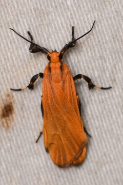 Lycomorphodes sordida by (c) Trevor Van Loon, some rights reserved (CC BY), uploaded by Trevor Van Loon. Used under a CC-BY license.