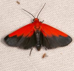 Ptychoglene coccinea by (c) Laura Gaudette, some rights reserved (CC BY), uploaded by Laura Gaudette. Used under a CC-BY license.