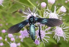 Macrocneme chrysitis by (c) Nick Block, some rights reserved (CC BY), uploaded by Nick Block. Used under a CC-BY license.