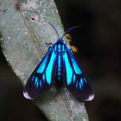 Uranophora by (c) desertnaturalist, some rights reserved (CC BY), uploaded by desertnaturalist. Used under a CC-BY license.