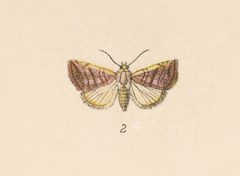 Eublemma cinnamomea by no rights reserved, uploaded by Andreas Manz. Used under a CC0 license.