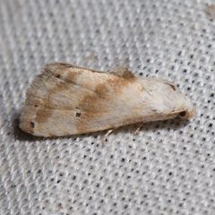Eublemmini by (c) Ken-ichi Ueda, some rights reserved (CC BY), uploaded by Ken-ichi Ueda. Used under a CC-BY license.