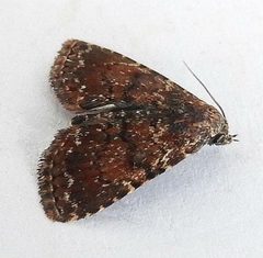 Metalectra albilinea by (c) jimeckert49, some rights reserved (CC BY). Used under a CC-BY license.