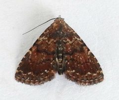 Metalectra albilinea by (c) jimeckert49, some rights reserved (CC BY). Used under a CC-BY license.