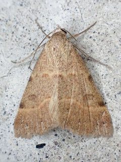 Hemeroplanis historialis by (c) Trevor Van Loon, some rights reserved (CC BY), uploaded by Trevor Van Loon. Used under a CC-BY license.