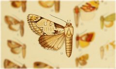 Boryzops purissima by no rights reserved, uploaded by Andreas Manz. Used under a CC0 license.