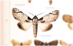 Boryzops purissima by no rights reserved, uploaded by Andreas Manz. Used under a CC0 license.