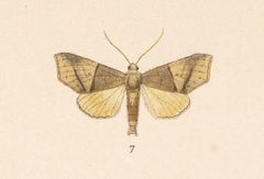 Cecharismena anartoides by no rights reserved, uploaded by Andreas Manz. Used under a CC0 license.